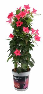 Afbeelding van KP19 Sundaville Tower Roze Cream